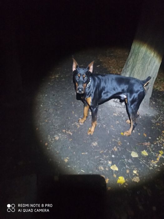 Доберман Для В'язки