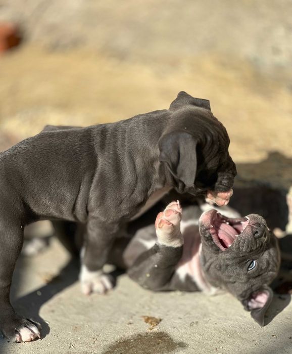 АСТ АМСАТФФ цуценя Щенки амстафф АСТ Стаффордширський тер'єр