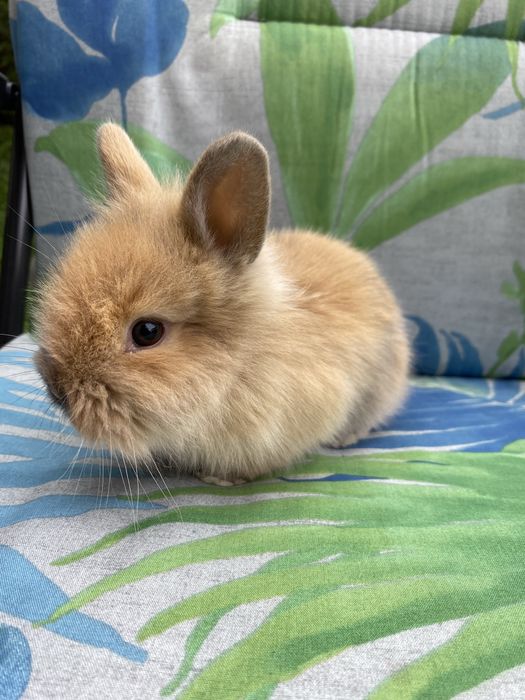Króliczki królik miniaturka