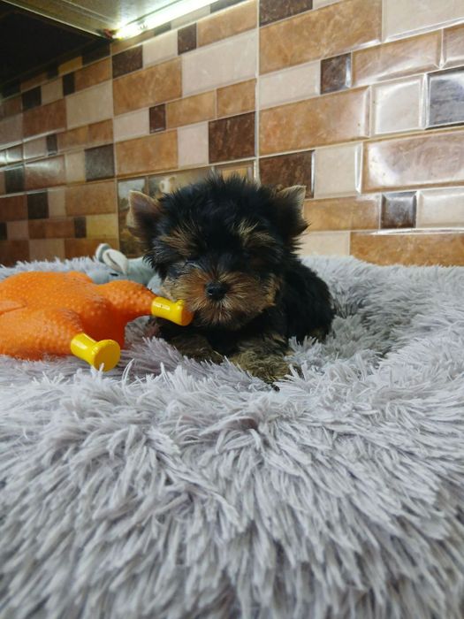 Сказочной красоты мини йорик