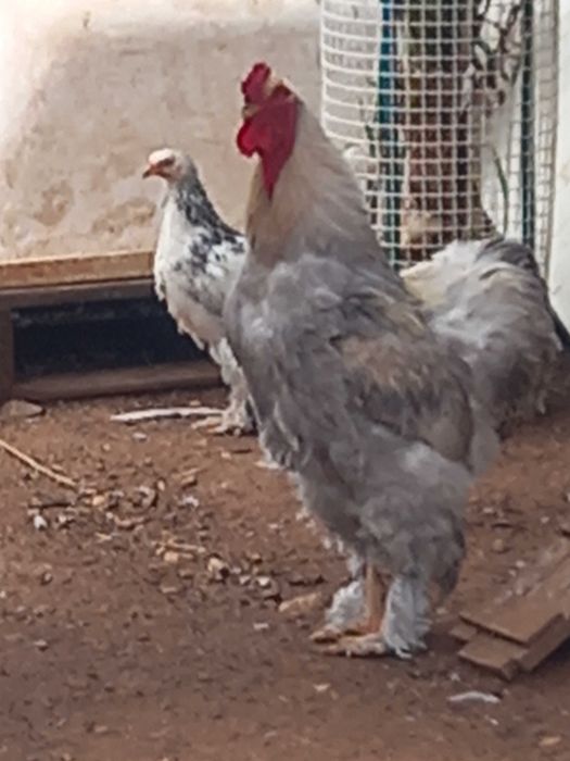 Jovem Perus à venda e muitas outras aves