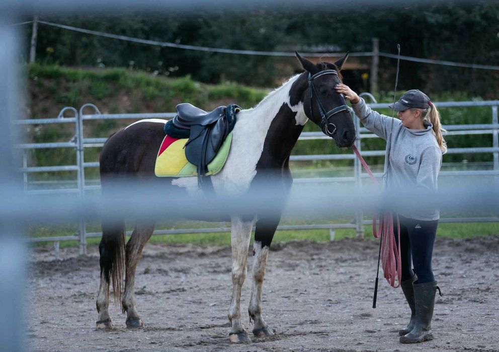 Srokata klacz wielkopolska prosto od hodowcy