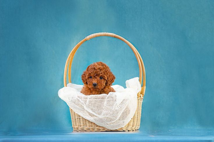 Той-пудели — маленькое чудо с большим сердцем