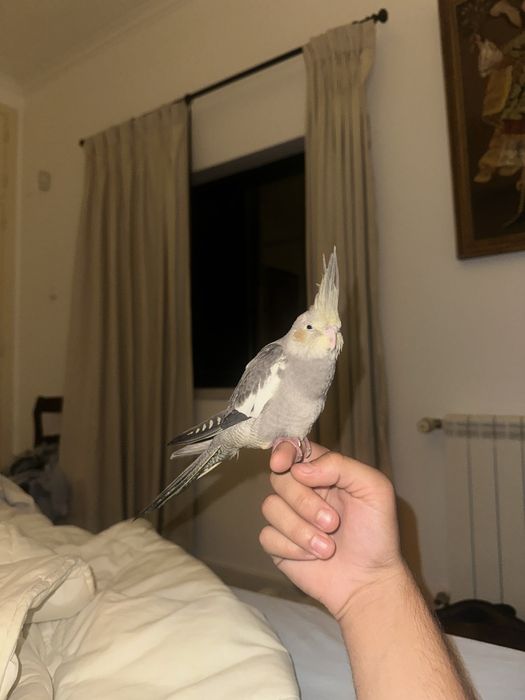 Troco caturra  domesticada muito meiguinha por um macho domesticado