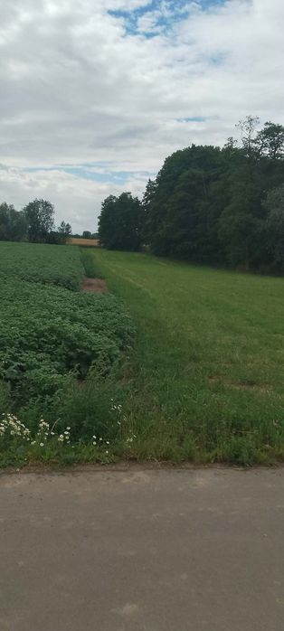 Sprzedam 2 hektary ziemi