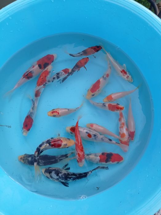 Carpas koi tosai premium