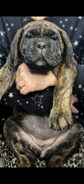 Кане корсо девочки