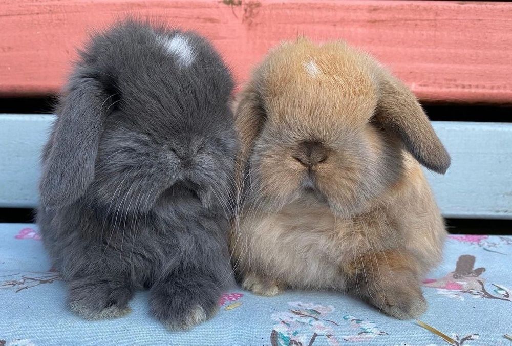 KIT Coelhos anões orelhudos(mini loop) belier lindíssimos e dóceis