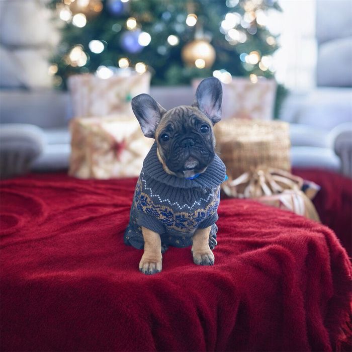 VIP хлопчик без недоліків