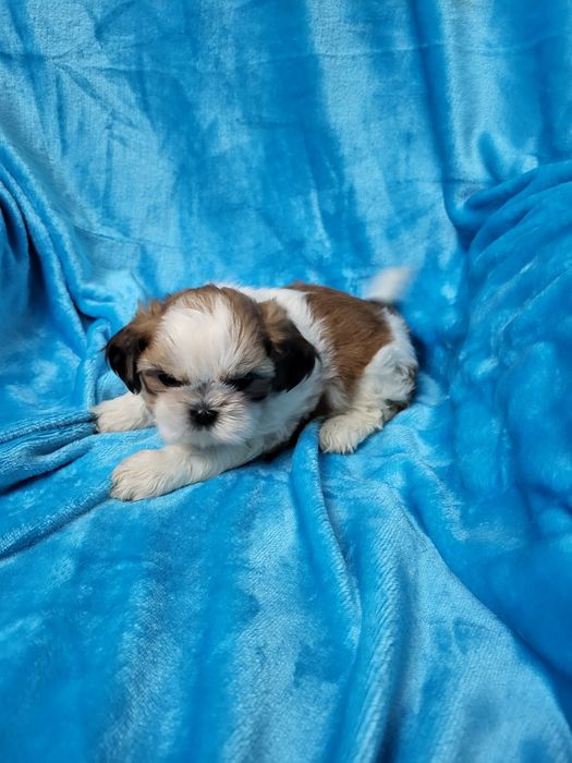 Maravilhoso Shih-tsu