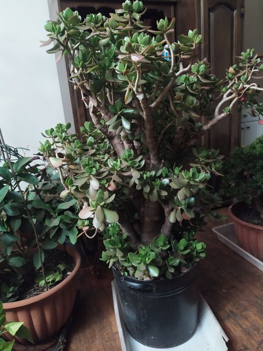 Растение денежное-суккулент "Толстянка древовидная crassula": 10 000 ...