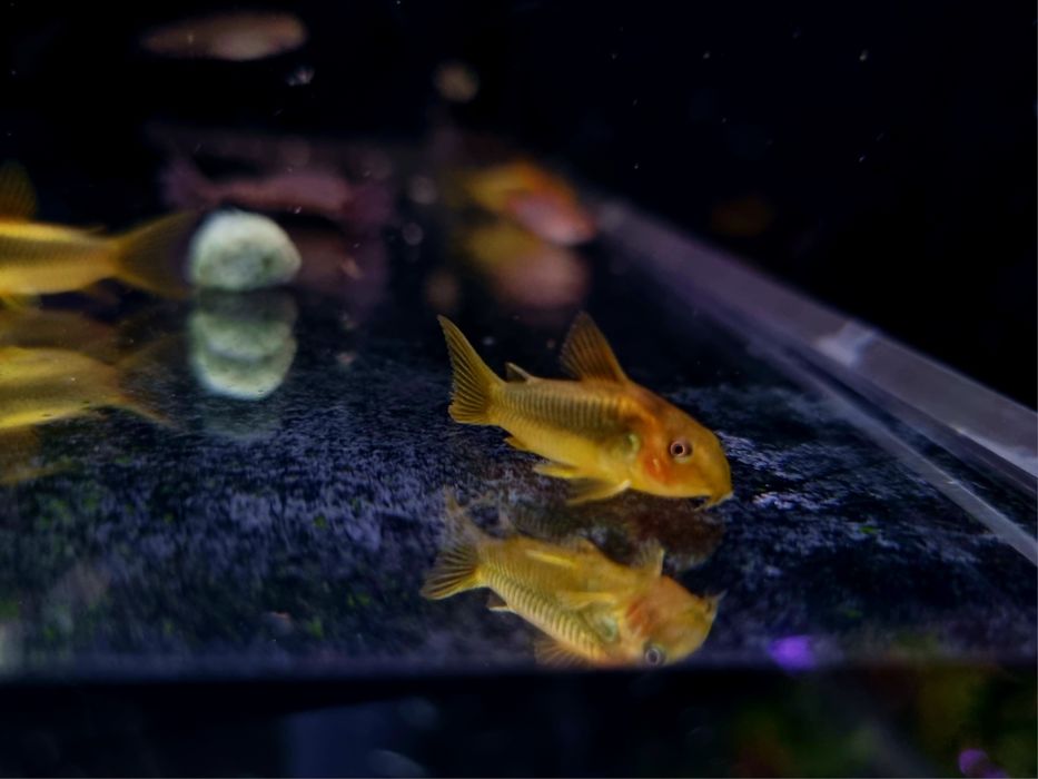 Kirysek gold laser CW010