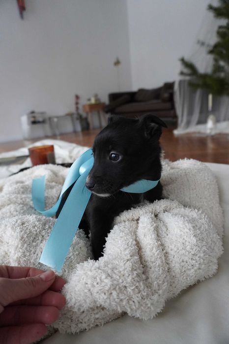 Цуценя хлопчик, безкоштовно в добрі руки