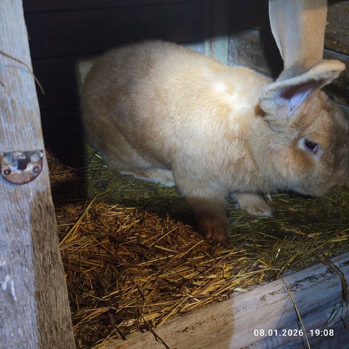 Продам кролів німецький строкатий