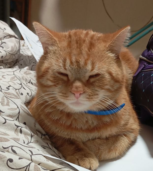 Кіт, стерелізований.