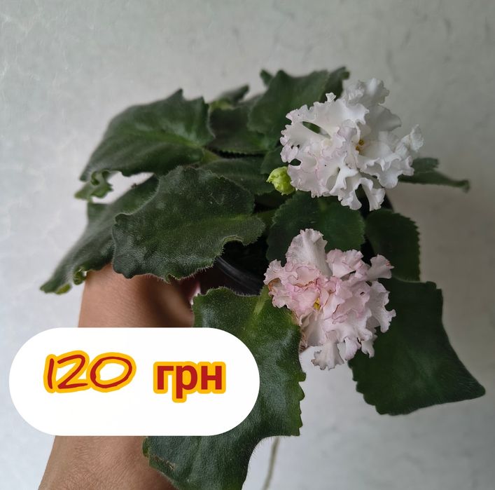 Квітучі сортові фіалки