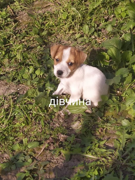 Джек Рассел тер'єр