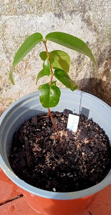 Pitangueira - Eugenia uniflora