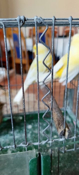 Mam do sprzedania kanarki młode