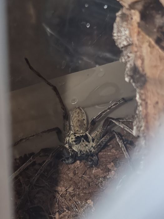 Parka Heteropoda tetrica