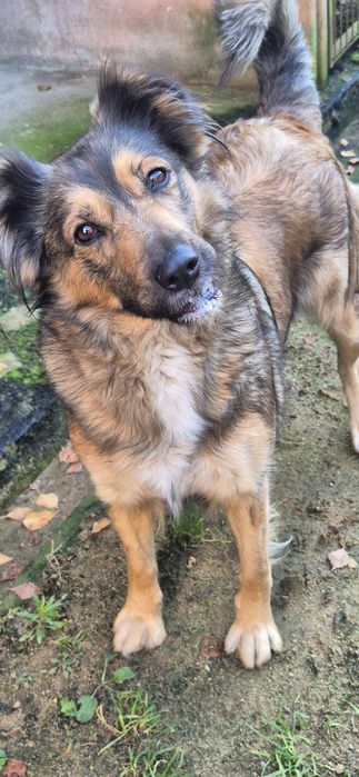 Suczka około 2 lata