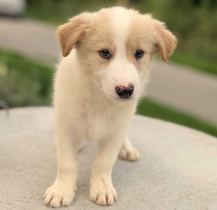 Border Collie samiec ee red  przebadani rodzice do odbioru