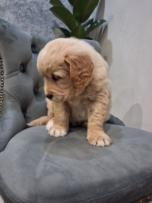 „Przepiękny piesek Golden Retriever