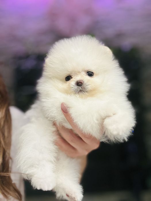 Міні   хлопчик померанський шпіц колір білий оптик