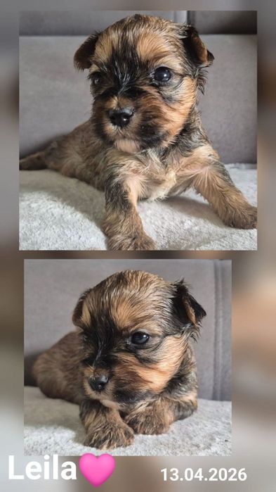Yorkshire Terrier