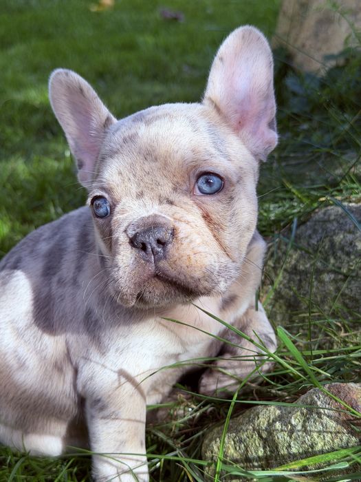 Buldog francuski Merle  DO ODBIORU suczka dziewczynka Nebula