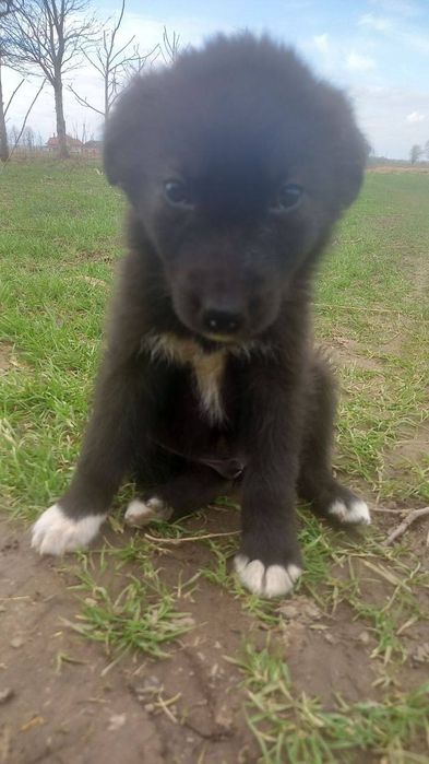 Віддам в добрі руки