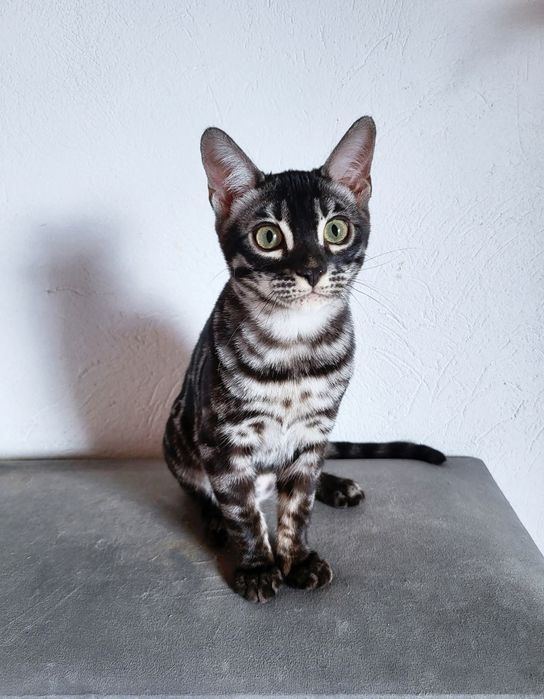 Węglowa kotka Silver charcoal srebrna rodowód