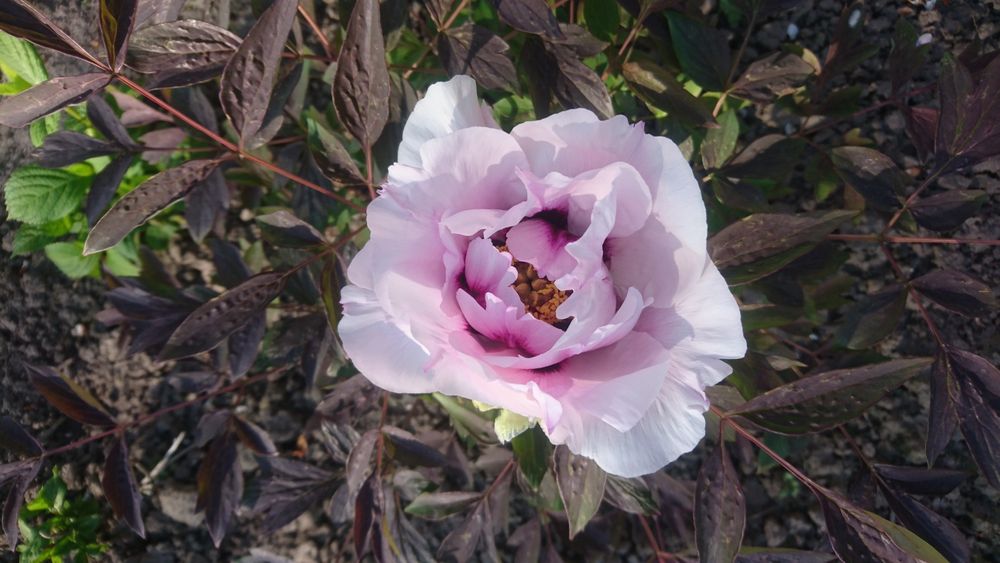 Деревовидний піон, гіацинт.