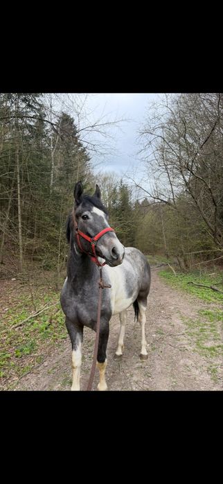 szlachetna klacz