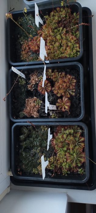 Drosera Natalensis i spatulata lovellae (rosiczka)