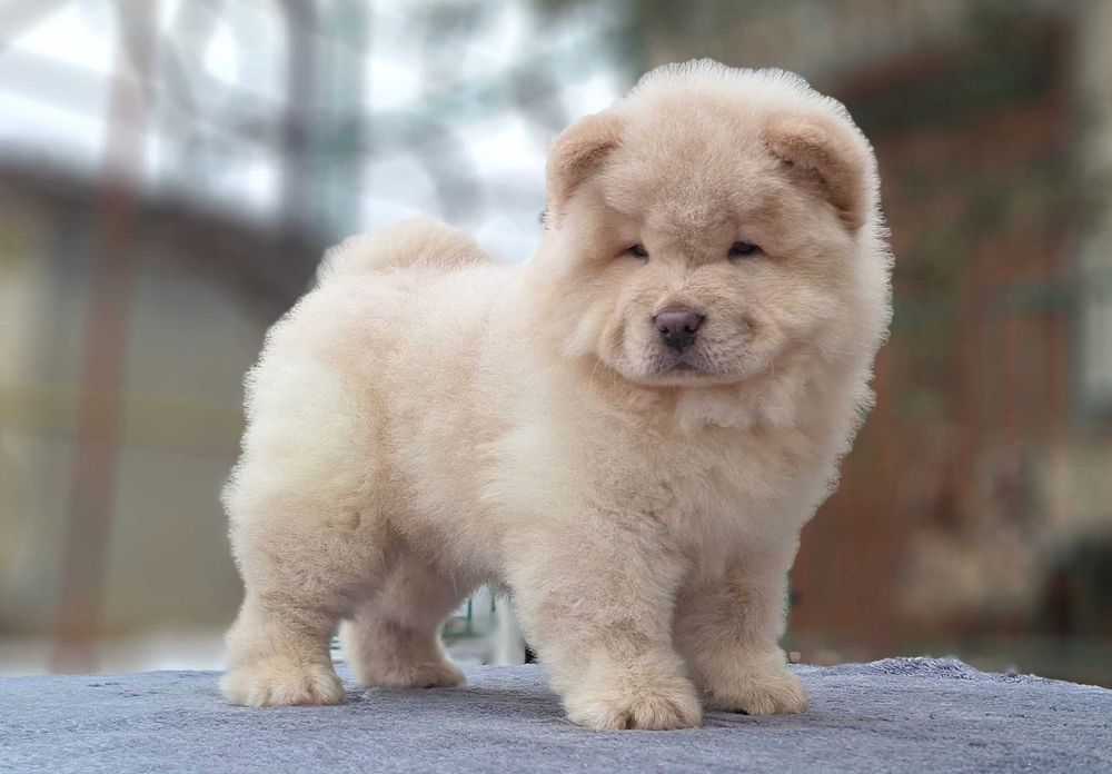 Пропонуємо цуценят чау-чау.