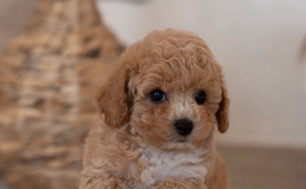 Пушон цуценятка)