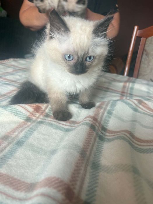 Ragdoll śliczny kocurek