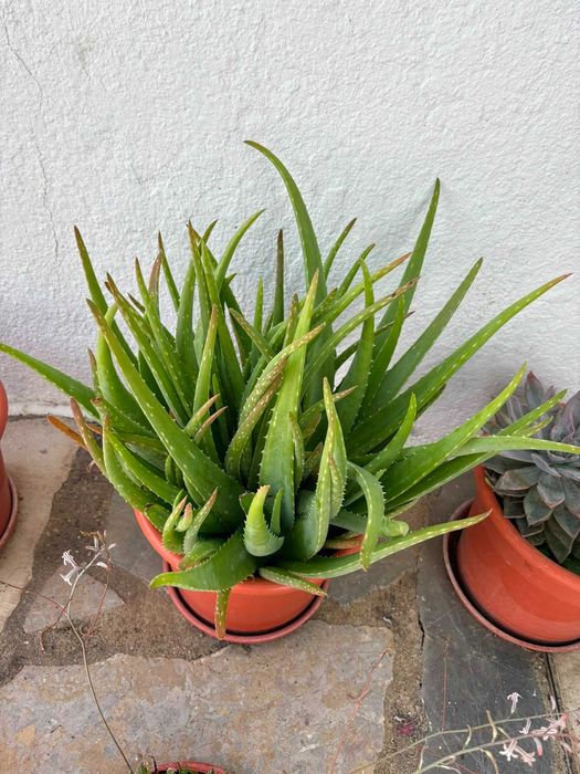 Vasos Grandes Plantas Variadas