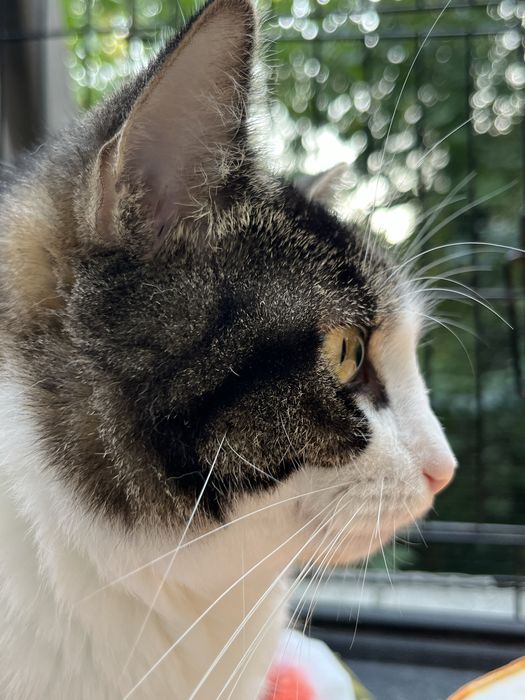 Młodziutka kotka Sówka szuka domu