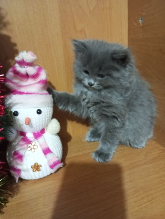 Британські чистокровні котята