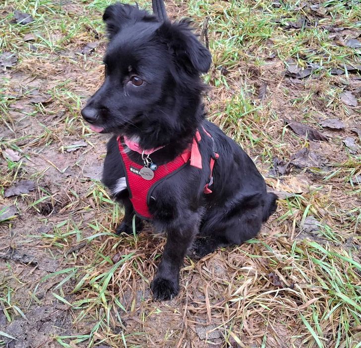 Mała młoda Czika szuka domu