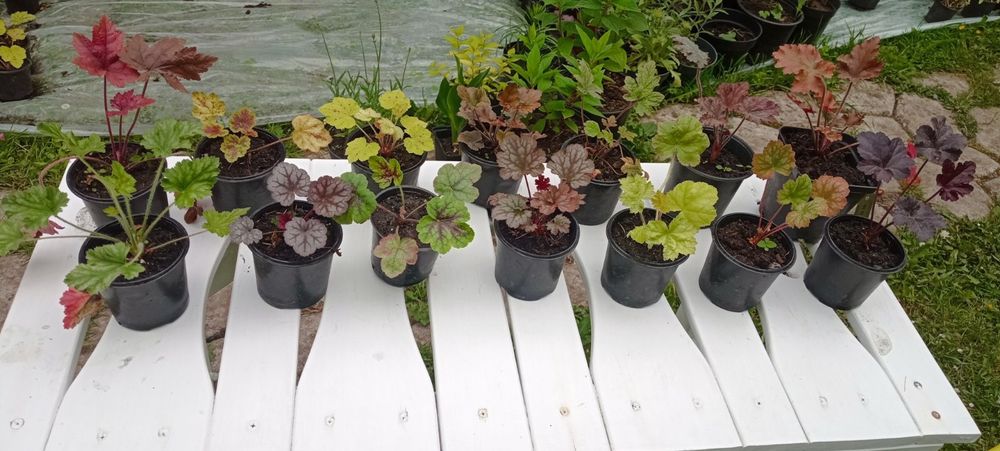 Багаторічна гейхера