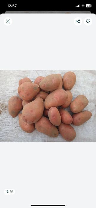 Продам картоплю сорту Лаура