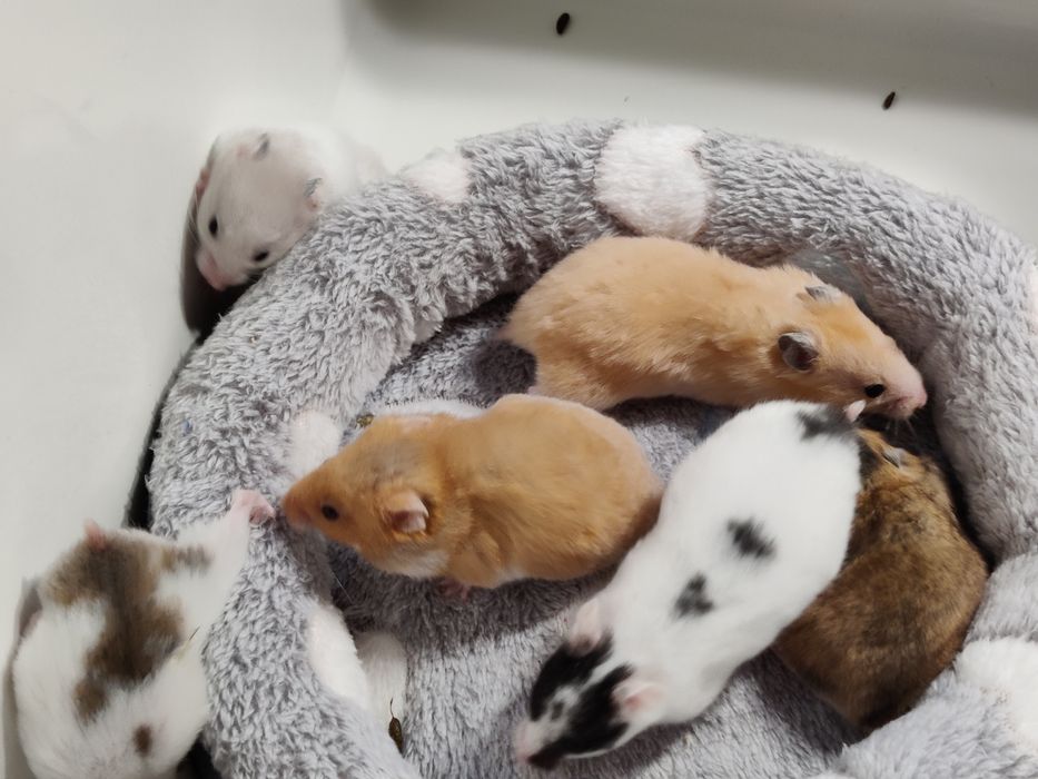 Chomiki syryjskie gładkowłose młode sklep zoologiczny Julianowska 7b