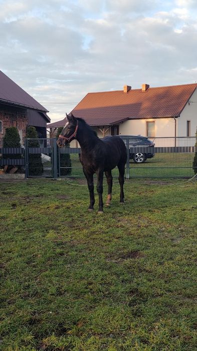 Klacz Śląska odsadek