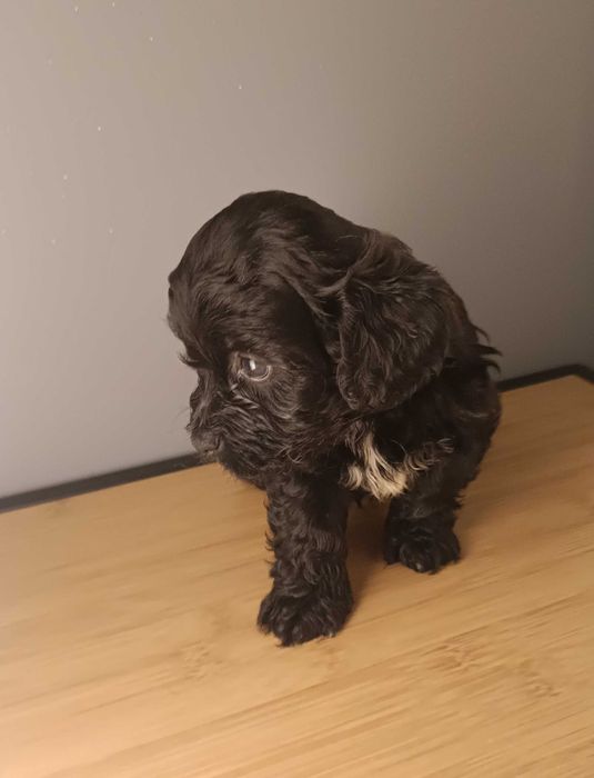 Caniche toy macho