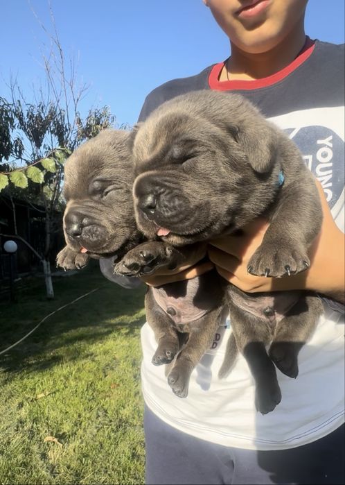 Italiano cane corso
