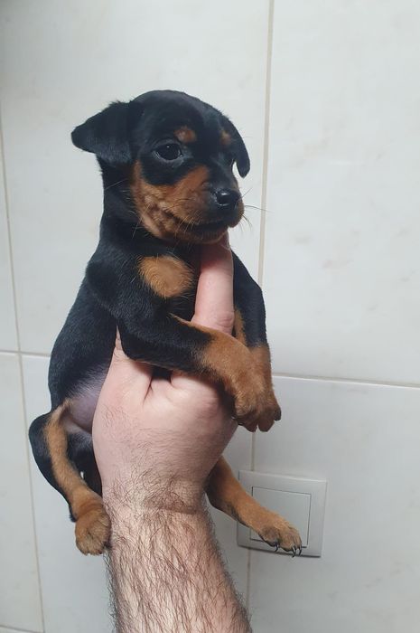 Pinscher miniatura femea