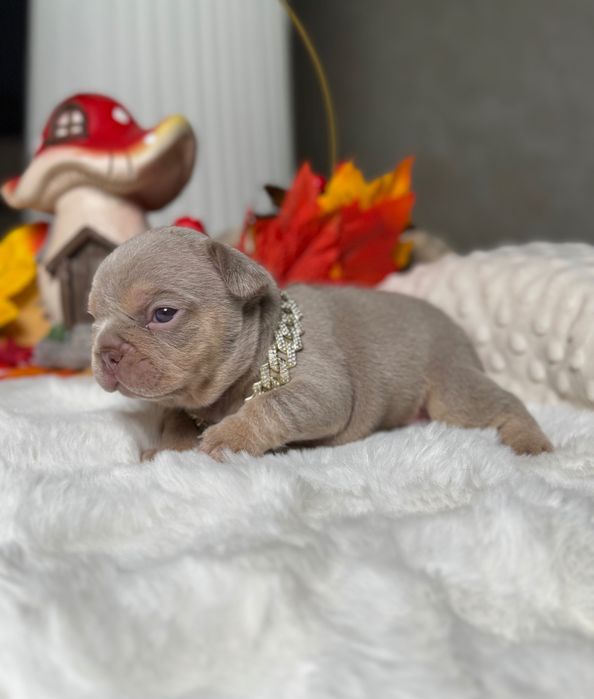 Французький бульдог хлопчик ТОП